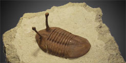Trilobiten
