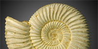 Fossilien Fossilien